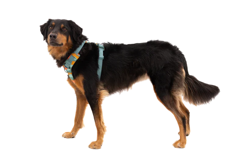RUFFWEAR Front Range Dog Harness - River Rock Green - Image 3