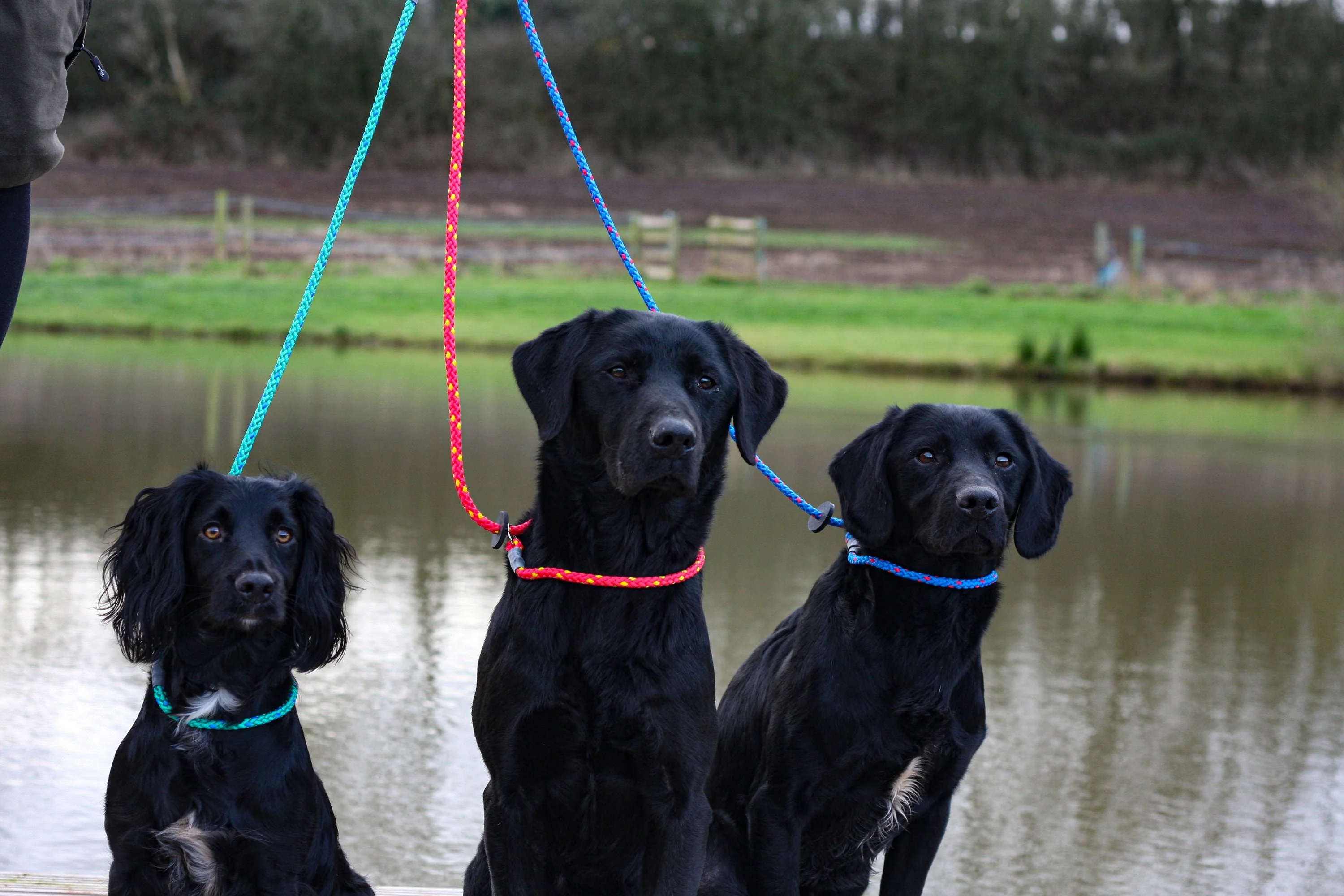 SPORTING SAINT Gundog Slip Lead - 1.2M - Image 2